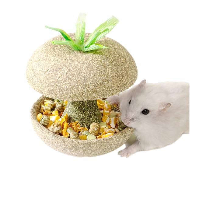 Buy Hamster Chews Edible Food Bowl for Syrian Dwarf Hamsters Gerbils
