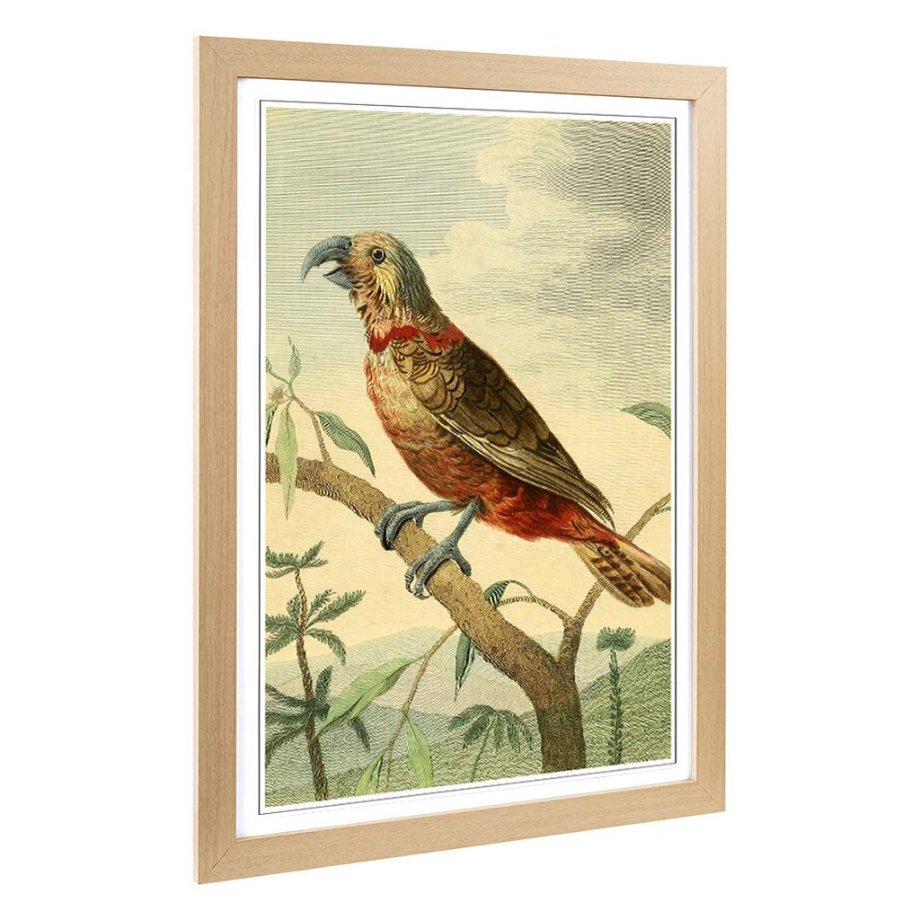 Big Box Art Framed Print of Vintage Charles R Ryley Southern Brown Parrot Design | Wall Art Picture| Home Decor for Kitchen, Living Room, Bedroom, Hallway, Oak, A2 / 24.5x18 Inch / 62x45cm