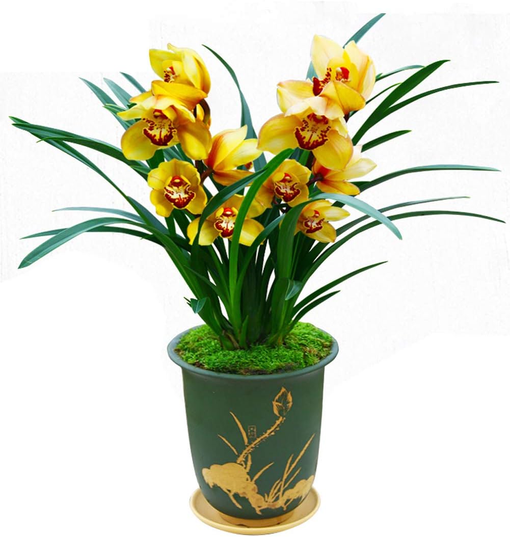 Color Orchids Live Orchid Plant Flowers for Window, Yard, Garden(Yellow)-Shipped Without Flowers