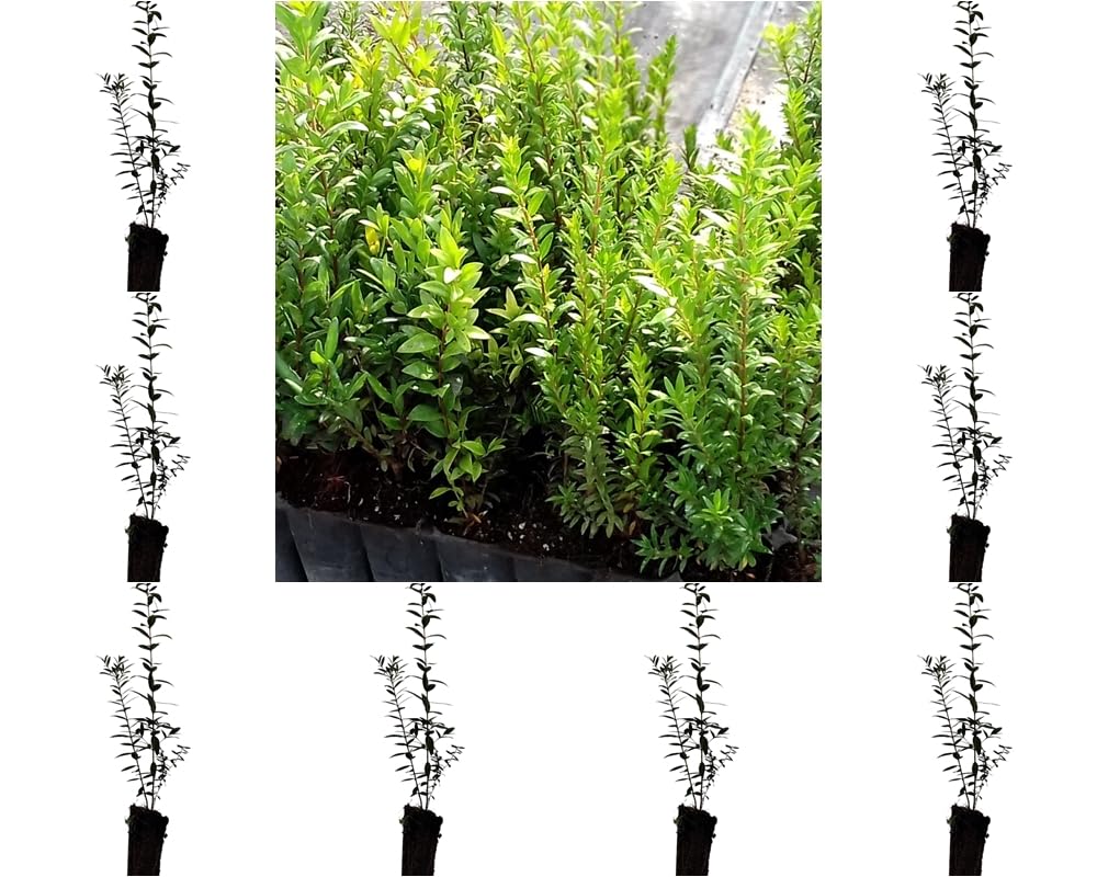 ¡¡¡ 10 Plantas !!! natural Myrtus Comunnis. Mirto. 20-30 cm. En cepellón listos para plantar. Aromática, resistente, atrae polinizadores, ideal para setos, mejora suelos y tiene usos medicinales.