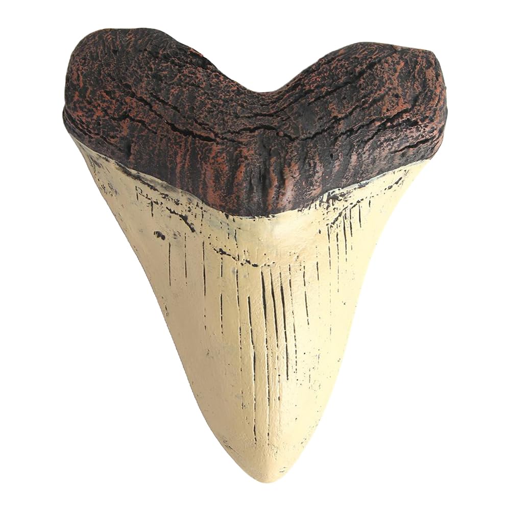 HTU Easy Clean Resin Teeth Home Decoration Beige Teeth 5inch Giant Megalodon Tooth Marine Bology Teaching Props for Kids Childs