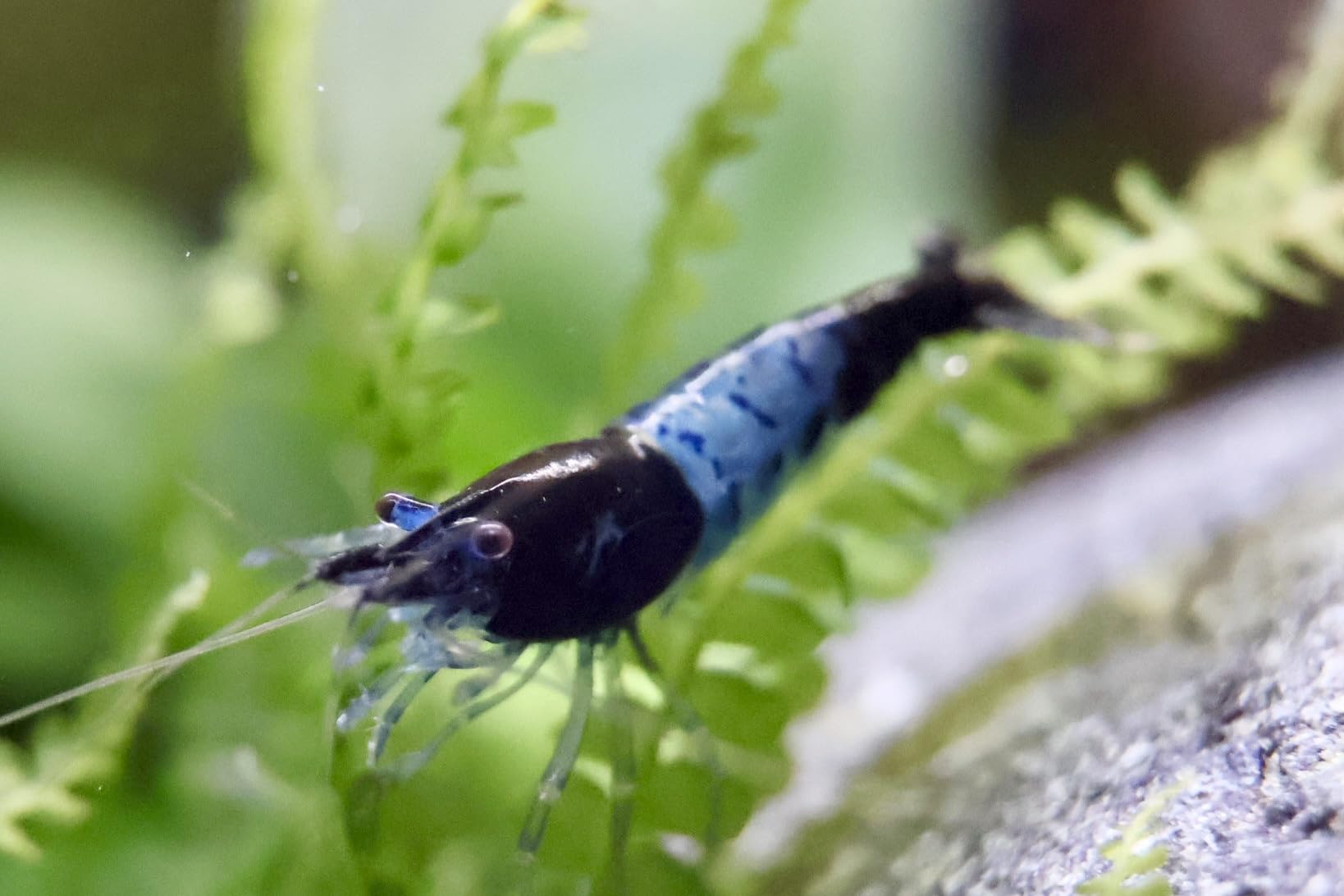 AquabreedingSkill 10 stück red rilli Garnelen - Aquarium Garnelen