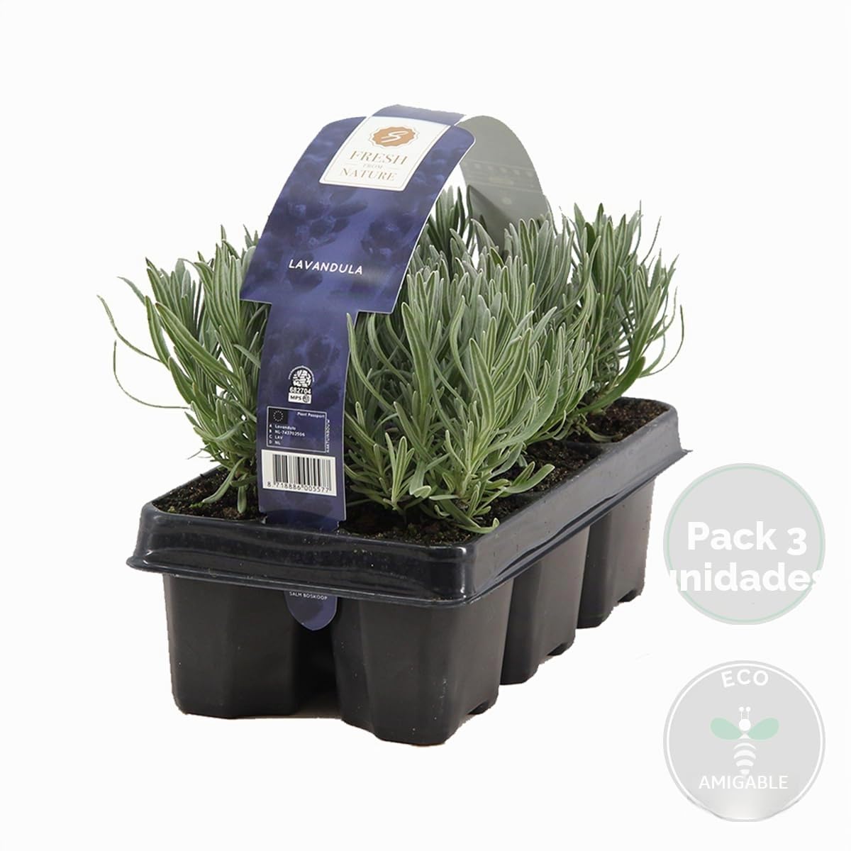 Bloomique - Set de 18 - Lavandula angustifolia - Planta de lavanda - Plantas de jardín - Resistente al frío - Altura 15-20 cm - Cepellón 7 cm