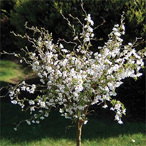 Portal Cool Prunus Kojo No Mai - Ornamentali Cherry Tree