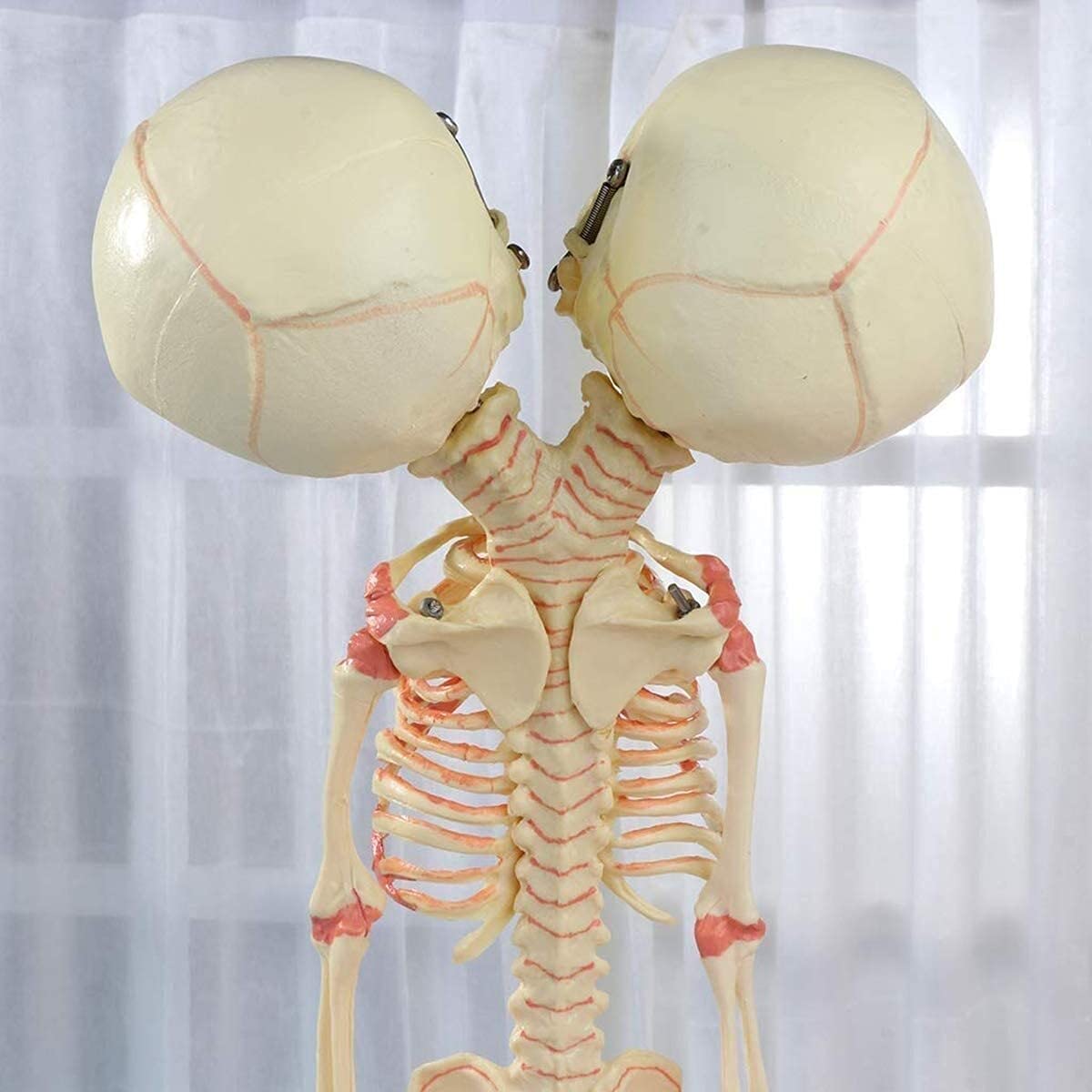 Model anatomiczny ludzkiego szkieletu z podwójną głową - anatomiczny model czaszki z PVC do wyświetlania, nauczania i uczenia się