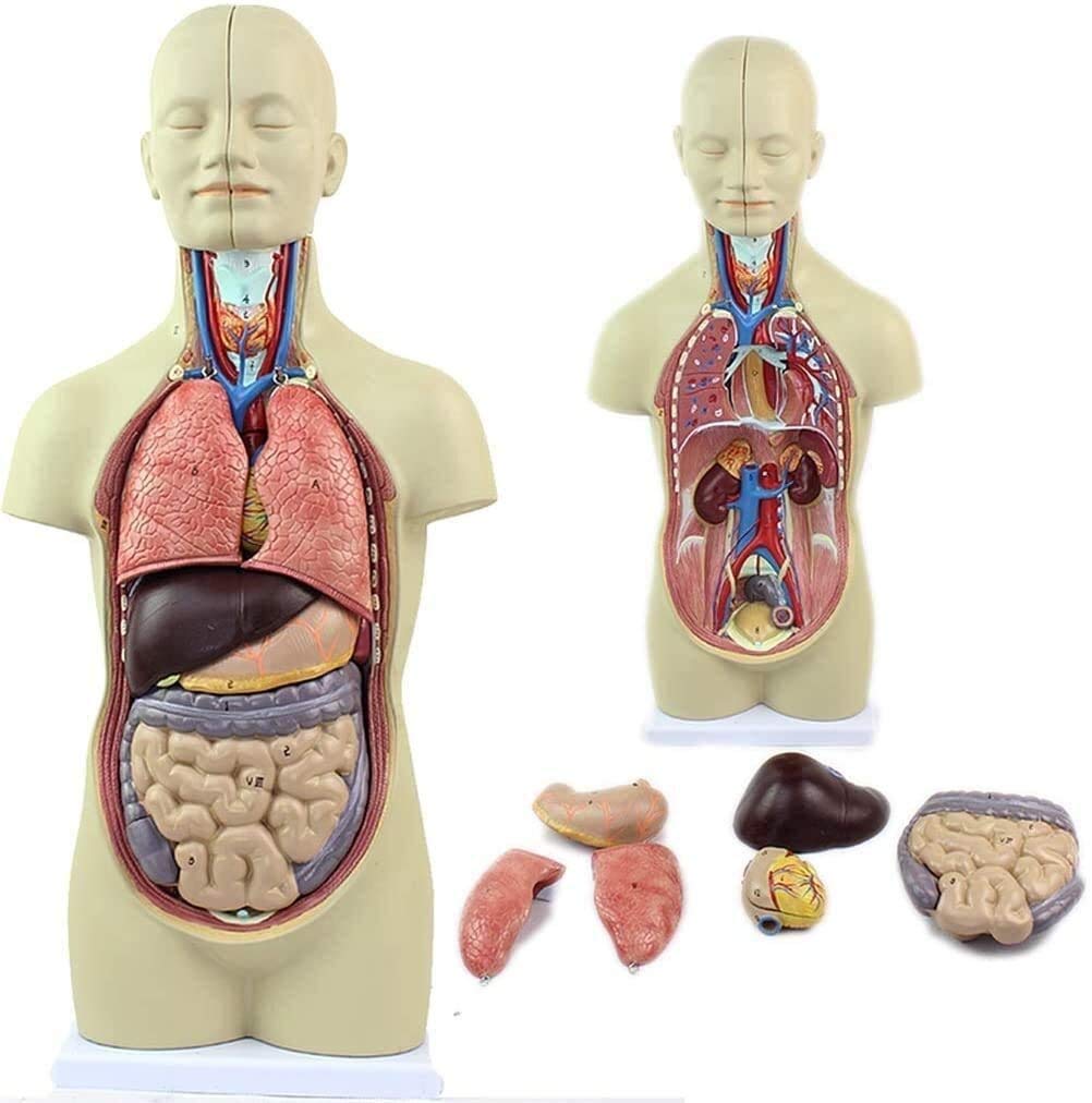 Torso Modelo Anatómico Desmontable del Cuerpo 12 Piezas De PVC De Equipos Médicos para Los Órganos Anatómicos, Kits De La Ciencia, Los Suministros De Laboratorio 43Cm
