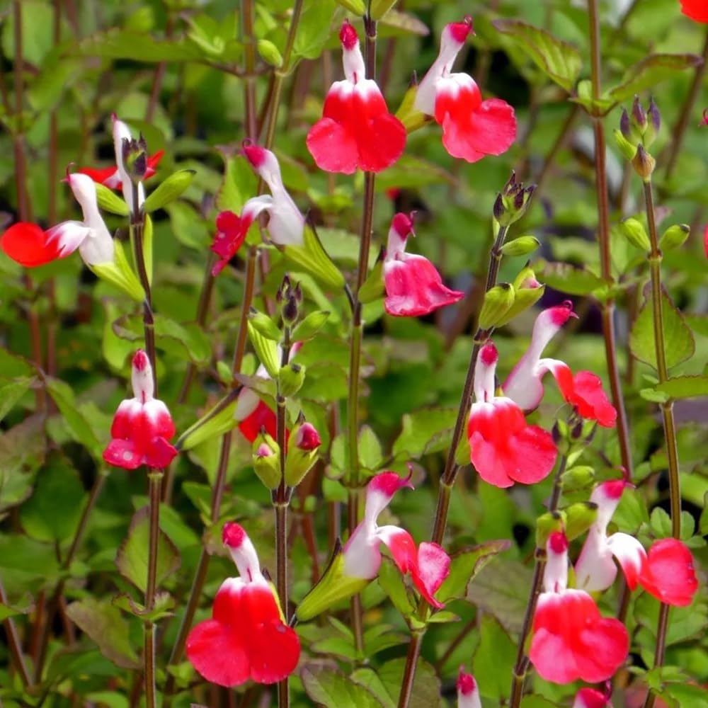 Semillas de salvia, Salvia greggii, semillas de aptas para las abejas cobertura del suelo jardín pradera mariposas exóticas resistentes al aire libre 500pcs