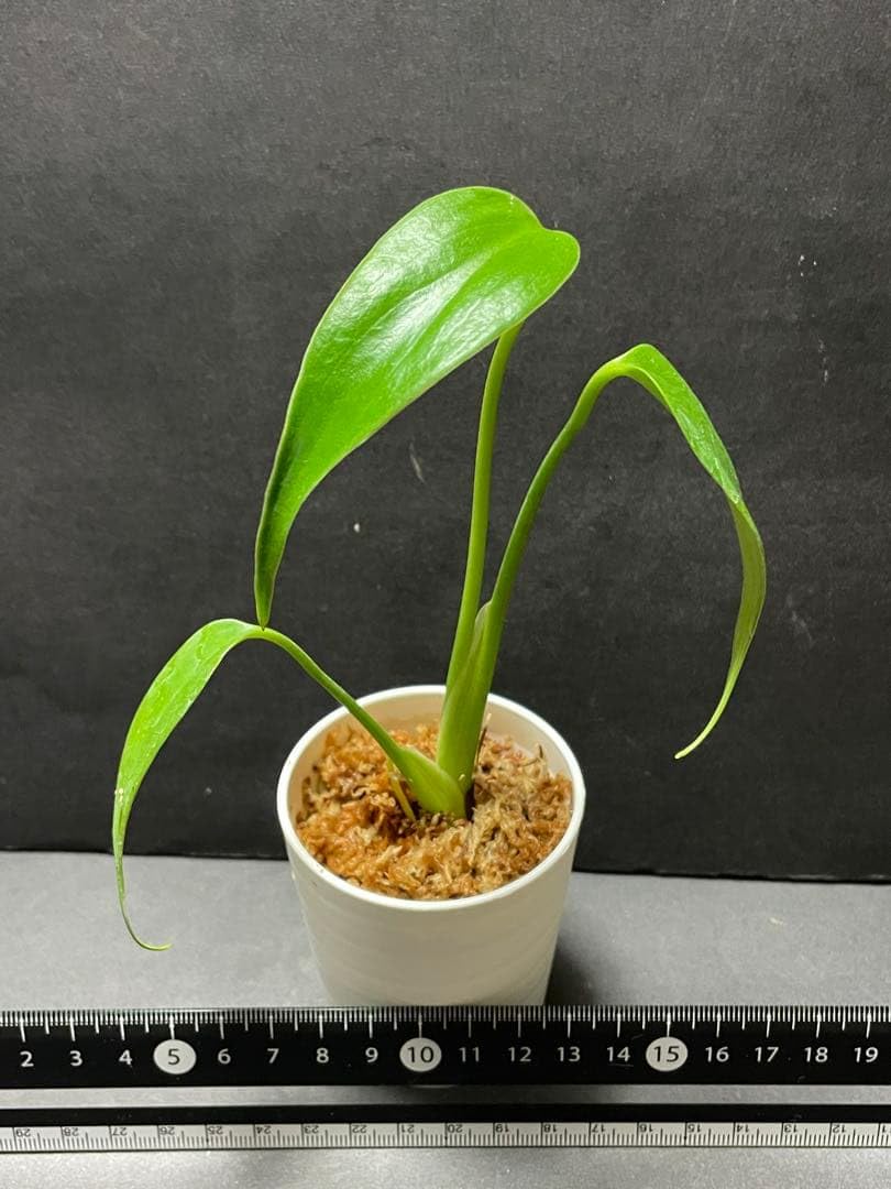Amazon｜モンステラ バールマルクスフレーム｜缶切り オンライン通販