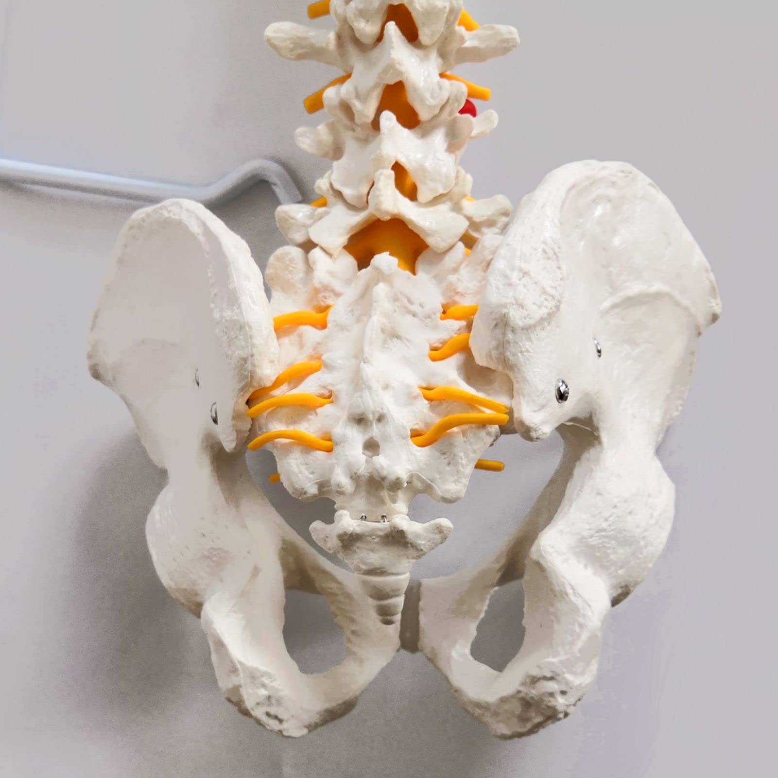 Modelo de columna vertebral flexible a tamaño natural 33 pulgadas (85 cm) con médula espinal, vértebras, nervios, arterias, lumbar, pelvis y soporte
