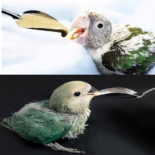 Miniatura 6 de 6 cucharas de alimentación de mascotas de acero inoxidable, herramienta de alimentación de loro, comedero para pollos.