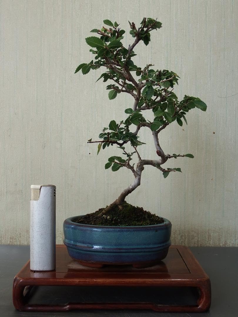 アガベ チタノタ 