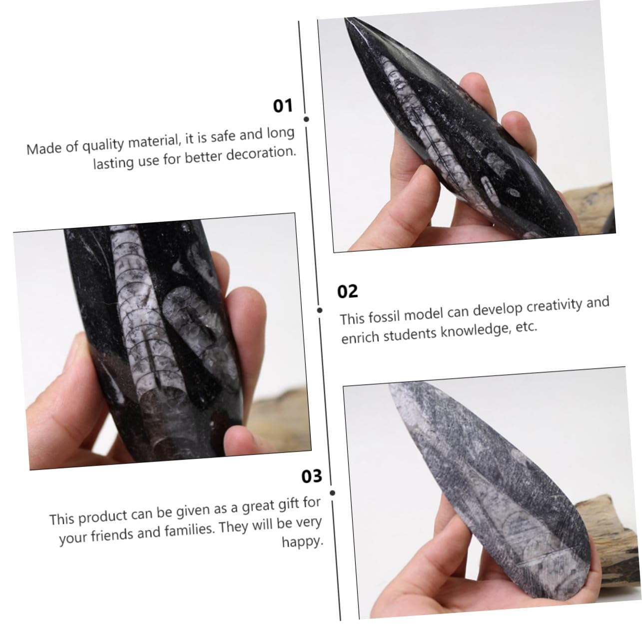 Fósil de Ortoceras Grande 1 Pieza Mineral Negro Muestra | Material Didáctico para Ciencias, Colección de Minerales y Rocas, Cumpleaños y Fiesta