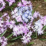 Glory of The Snow Luciliae Mix Flower Bulbs - 25 Bulbs per Pack - Deer Resistant - Good as Cut Flowers - Perennializing - Naturalizing - Easy to Grow Live Plants - Outdoor Garden