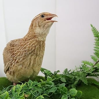Ginger Quail Hatching Eggs, Fertile Coturnix Quail Eggs, Selected for Color and Temperament jumbo, 12, Count