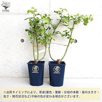 薔薇 シンセラ – Sincera | 姫野ばら園八ヶ岳農場