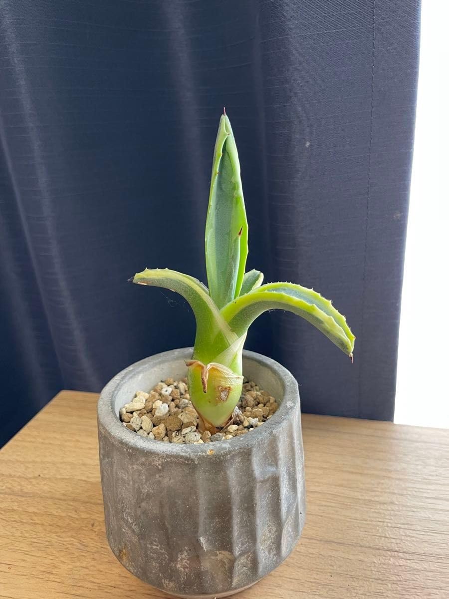 Amazon.co.jp: アガベ アオノリュウゼツラン 抜き苗 : ホビー