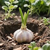 Drought Resistant Garlic Seeds, 120 Count, High Yield Vegetable Seeds for Outdoor Gardens, Farms, Disease Resistant