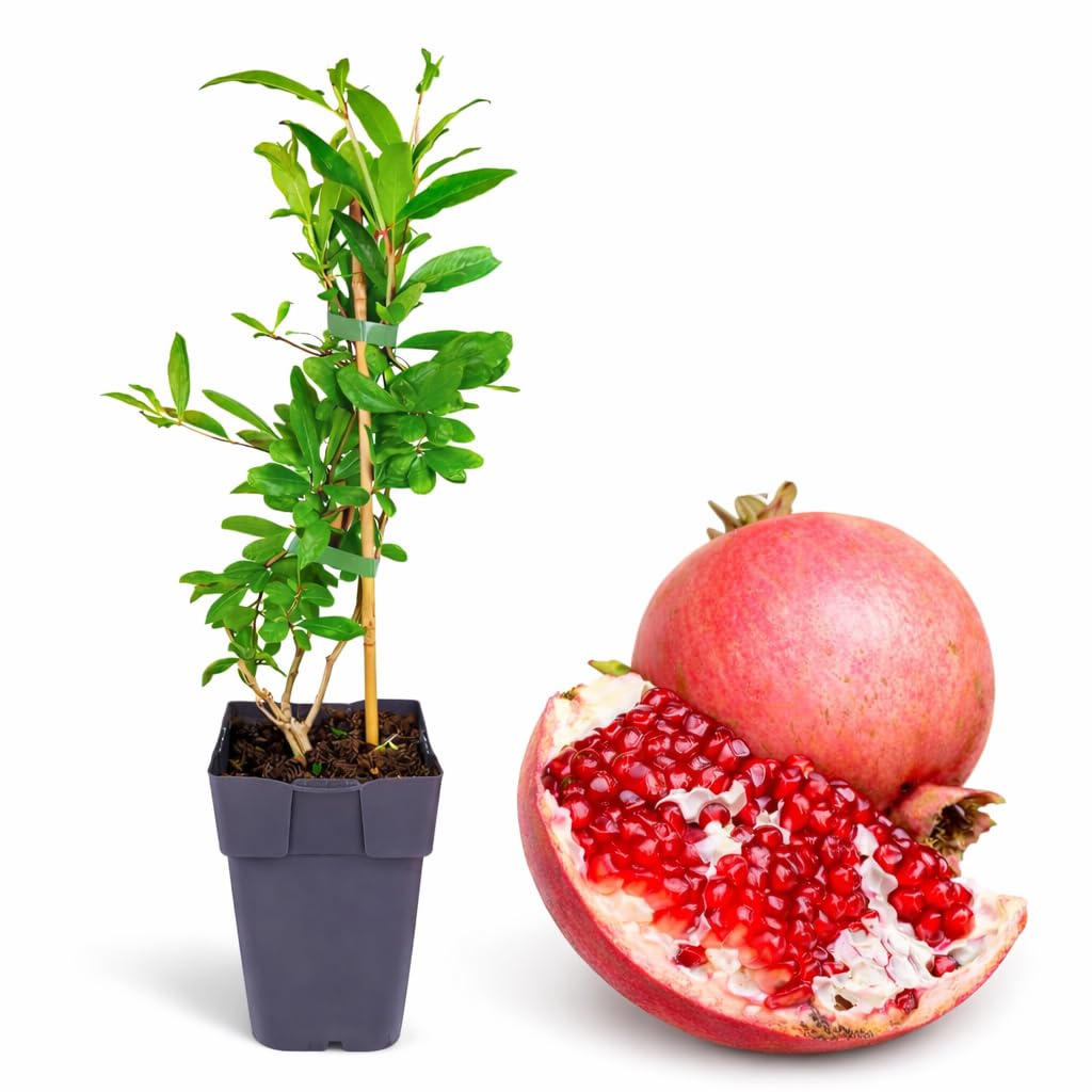 Shyam Baba Green House Indoor Pomegranate Bonsai Tree Plant, Live Fruit-Bearing Plant in Plastic Pot, Decorative Mini Fruit Tree for Home Pack Of 2-picture-20