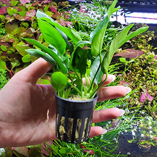 Substratesource Anubias Live Aquarium Plants - Potted Freshwater Plant For Fish Tanks, Terrariums - Beginner Friendly Low Light (Nana, 1 Pot) #TOP2