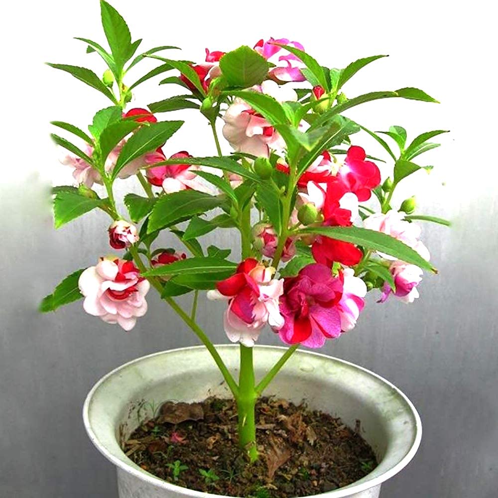 Zabbus Seeds Balsam Mixed Colour Flower Seeds Hybrid F1 Seeds All Season for Home Garden (50 Seed) (B0BH1NY8KV) Amazon Price History, Amazon Price Tracker