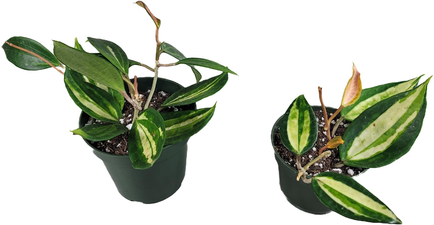 Amazon.com : Hoya Pot of Gold - Inner Variegated Hoya Latifolia