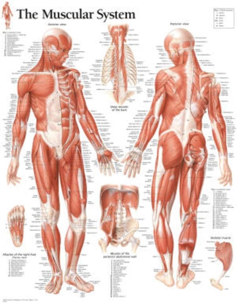 Muscular System Male chart: Laminated Wall Chart 1st Edition