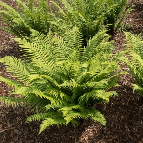 Image of Dryopteris atrata - Hardy Fern for Shade with Arching Green Fronds 9cm Pot x 1 by Thompson & Morgan