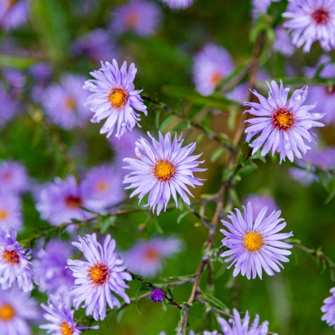 Aster frikartii Mönch Sommeraster, 6 Pflanzen, 10-25cm, Ø9cm