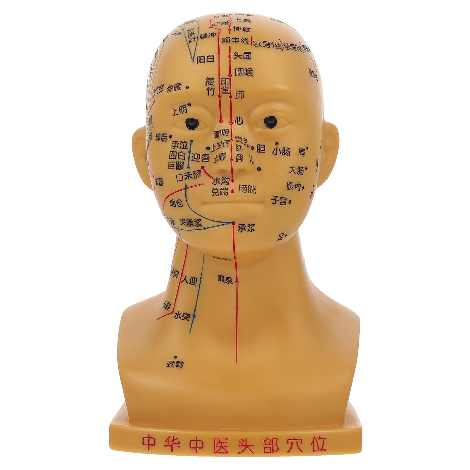 Alasum Kopfakupunkturmodell 20cm aus Pvc mit Geschnitzten Akupunkturpunkten Medizinisches Kopfmassage Modell für Unterricht und Gesundheitsdemonstrationen in Schulen