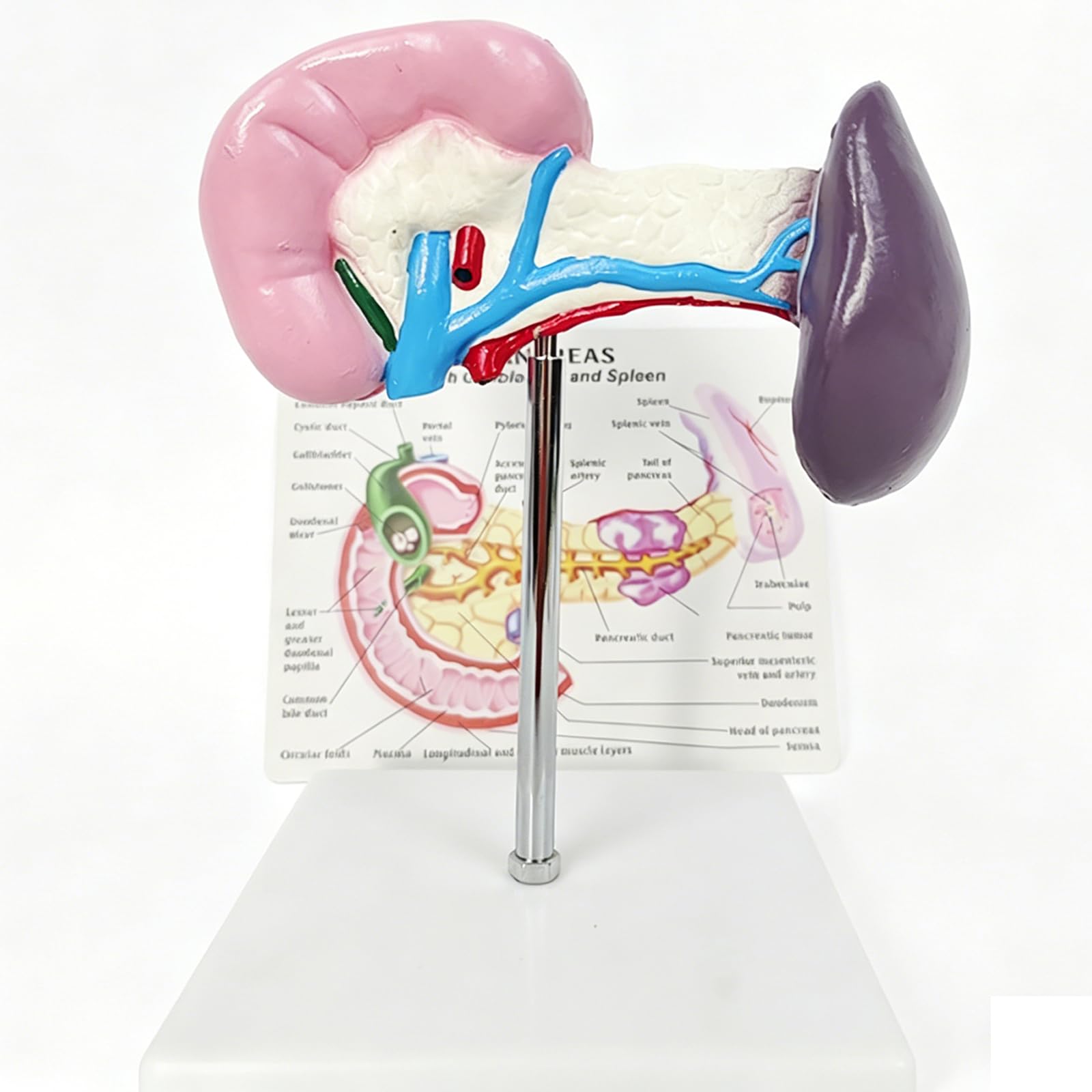 Mavdecll Human Pancreas Anatomy Model with Gallbladder and Spleen, Healthy Spleen Model with English Back Card, Duodenum Celiac Trunk Display, for Medical Teaching, Scientific Education