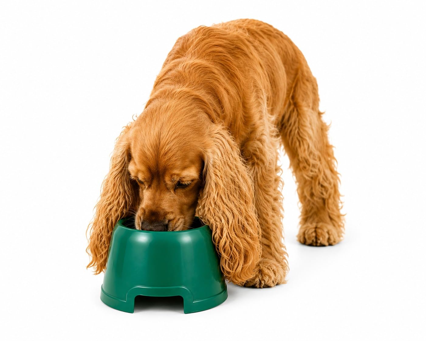 Plastic Cocker Bowl for Dogs | Long Ear Feeding Bowl for Cocker Spaniels, Beagles & Basset Hounds | Non-Toxic Food & Water Bowl | Assorted Colours-image-16