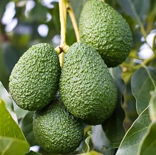 HASS Avocados Plant 8-14 Inch Tall Half Gal Pot, Tropical HASS Avocado Trees Live Plants, Large Fruit
