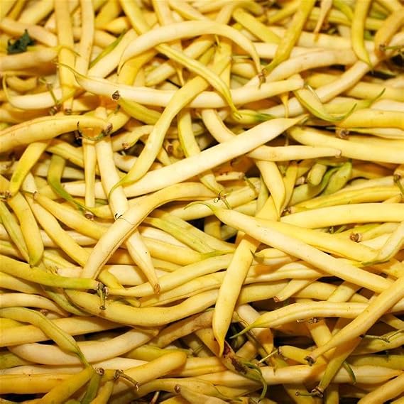Mountain Valley Seed Company Top Notch Golden Wax Bush Bean Seed