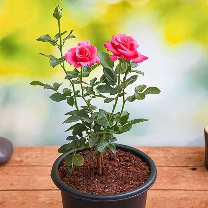 Live Rose Plants