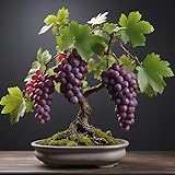Concord Grape Bonsai Plants for Growing - 1 Year Seedling, Catawba Grapes - Ready to Plant (1 Seedling)