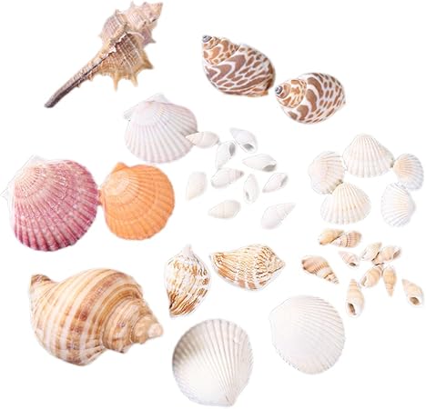 Amazon Co Jp Frcolor 貝殻セット 水槽 飾り 撮影道具 シェル 熱帯魚 アクアリウム内装 ペット用品