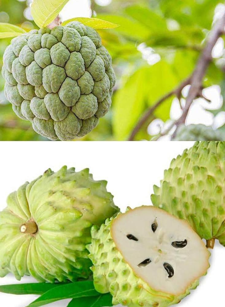 SANJU Corossol fruit Corossol Sour Soup Lakshman Phal Fruit Live Plant Pack Off 1 (B0CXDJG6JF) Amazon Price History, Amazon Price Tracker