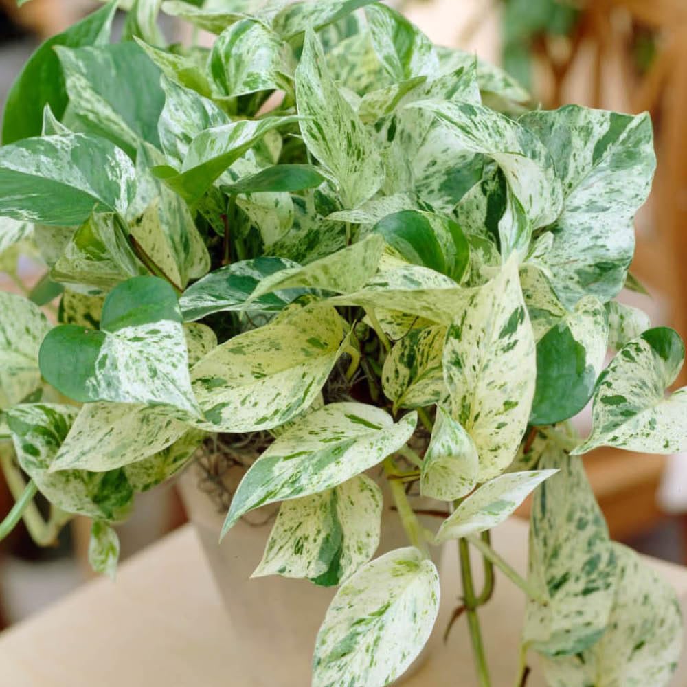 YouGarden Epipremnum Pinnatum 'Marble Queen' Houseplant in 12cm Pot, Indoor Houseplant, Established Potted Plant, Ready to Display โ image 1