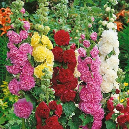 Hollyhock Chaters Mix, 6 Hardy Perennial Plug Plants