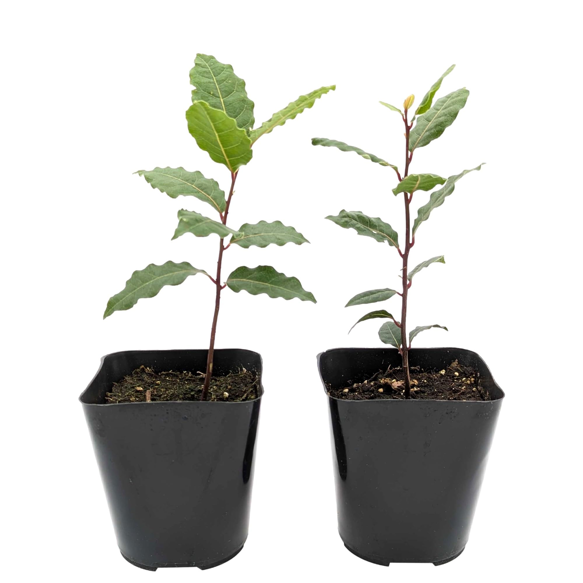 Easy to Grow Bay Laurel 'Sweet Bay' Live Shrub Plants (2 Pack) - Herb Shrubs Rooted in Grower's Pots for Warm Zone Gardens