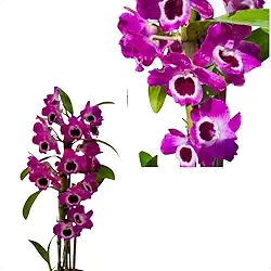 Orquídea Dendrobium Nobile Cor Vinho Flor Olho de Boneca Rara Planta Natural Vaso Com Substrato e Musgo
