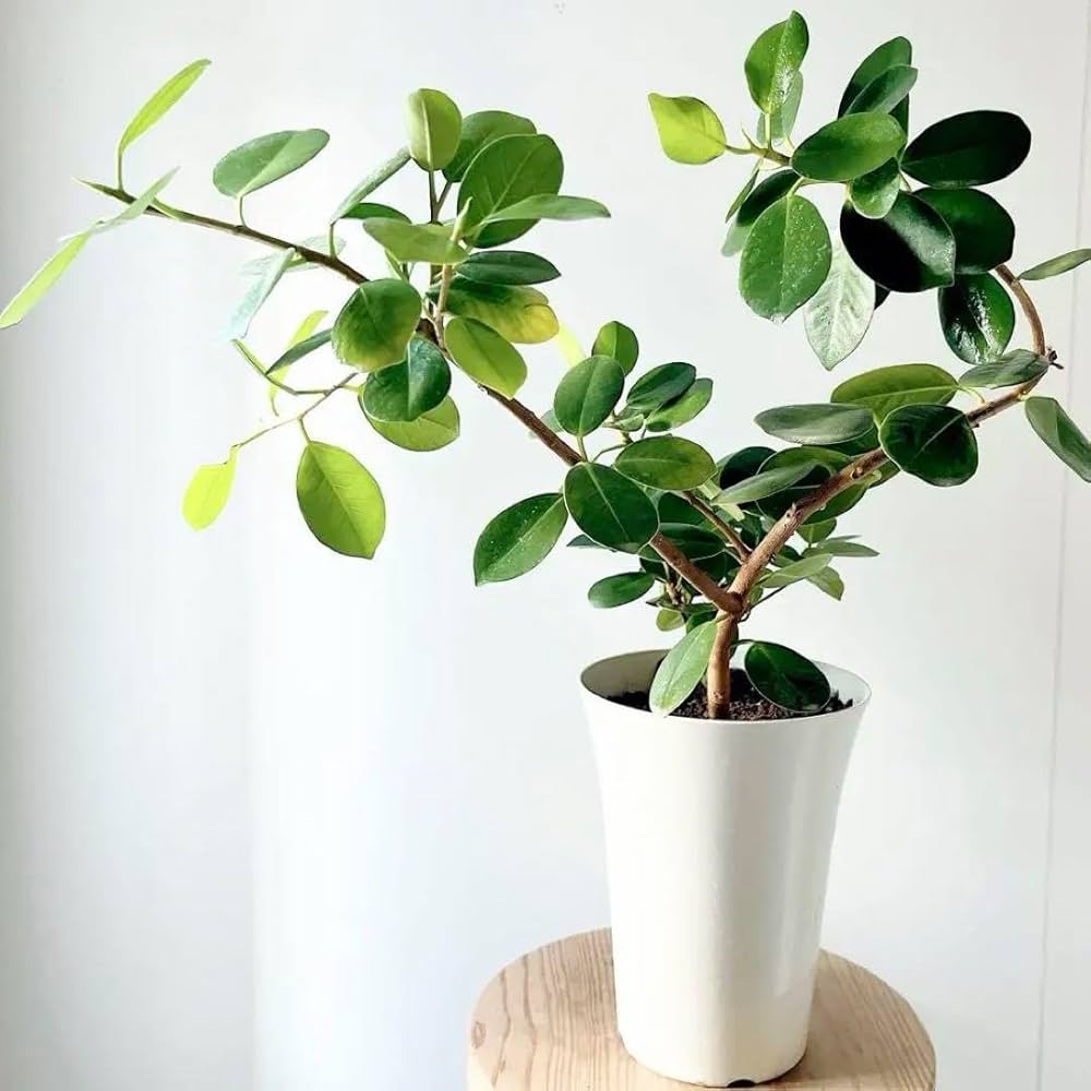 希少　パンダガジュマル　曲がり　フィカス Amazon｜フィカス パンダガジュマル 曲がり Mサイズ 観葉植物｜観葉