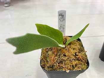 Amazon.co.jp: 2株セット willinckii Yellow Moonイエロームーン