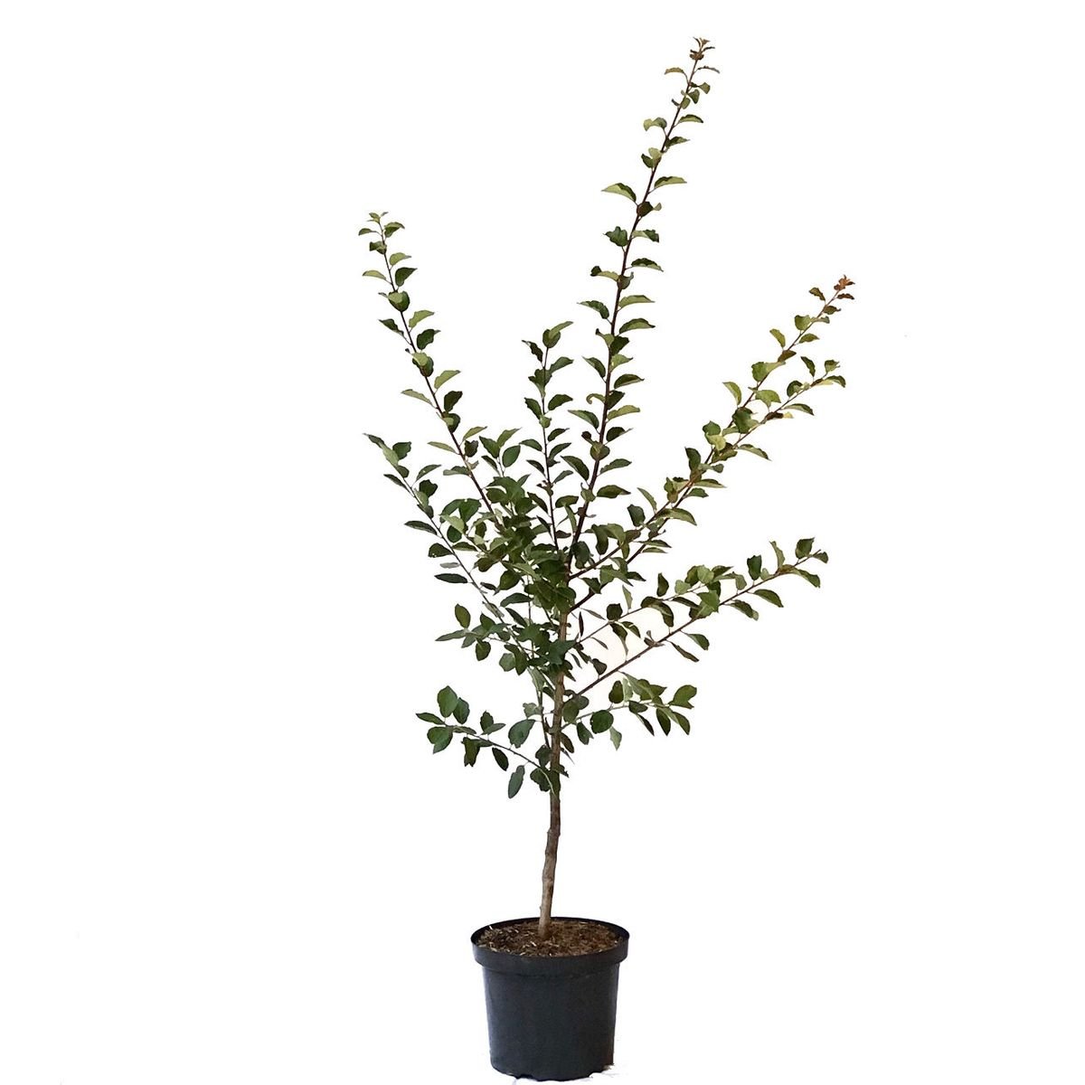 Bellamira (S) kräftiger zweijähriger Mirabellenbaum, platzfeste und robuste gelbe gut steinlösende Mirabelle 110-140 cm im 10 Liter Topf