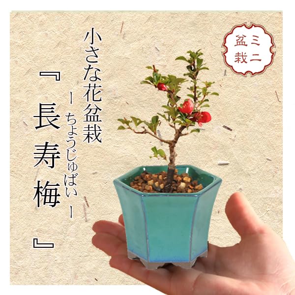 長寿梅　盆栽 盆栽 長寿梅 白花 白長寿梅 亀付き 白長寿梅の盆栽 信楽茶鉢 花
