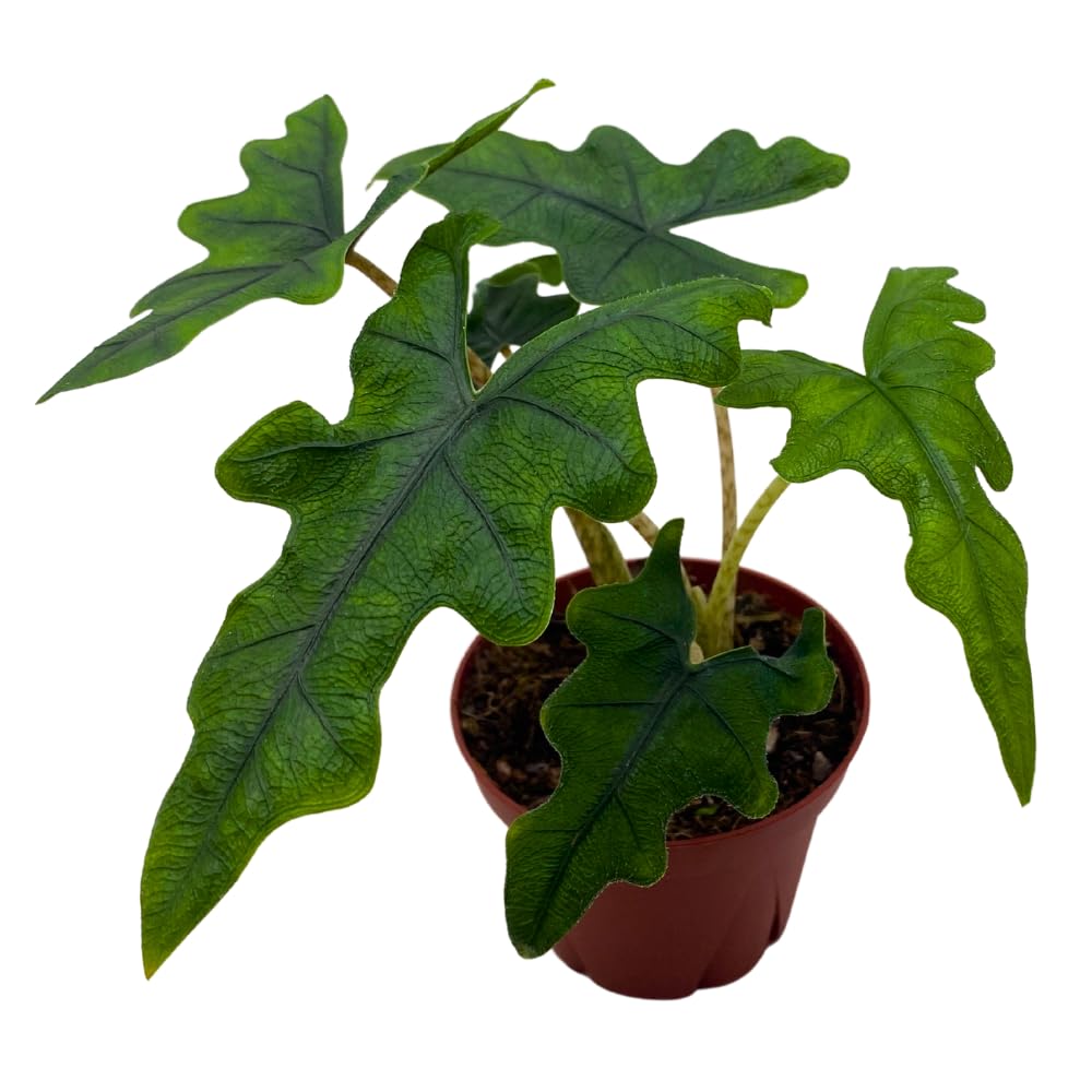 BubbleBlooms Alocasia Jacklyn