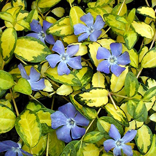 Carbeth Plants Vinca Illumination x2 9cm Plants - Creeping Periwinkle Evergreen Shrub Plant - Ground Cover Plant