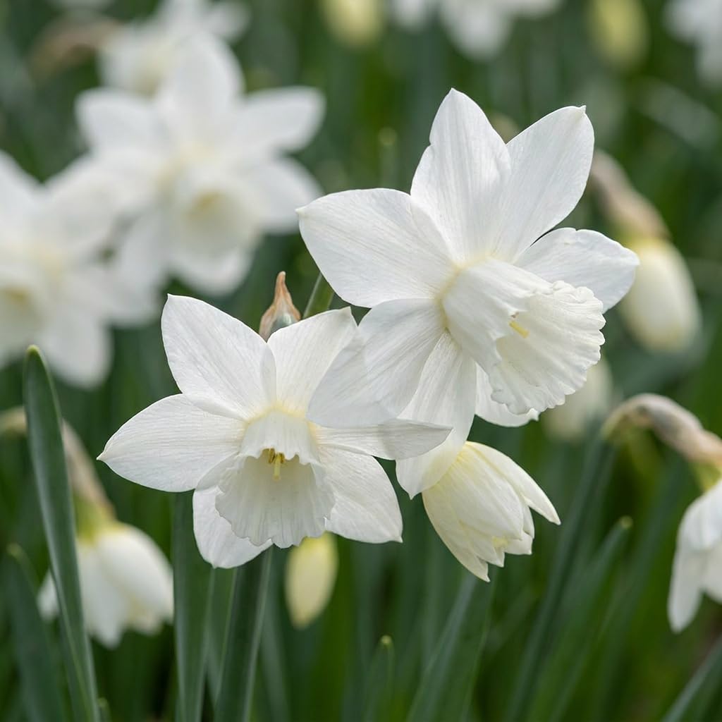 Green boutiQ - 60x Narcissus Triandrus Thalia - Narcisse 'Thalia' - Blanc - Floraison printanière - Calibre 10/12