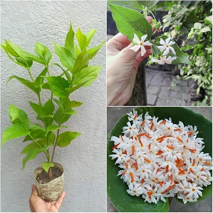 ALL SEASON LIVE HARSINGAR PLANT IN POT | 12 MONTHS FLOWERING NIGHT BLOOMING JASMINE PLANT | PARIJAT/SHEFALIKA/SHEULI SHIULI/Pavazhamalli | Flower Plant for Home Garden | Pack of 1-image-28