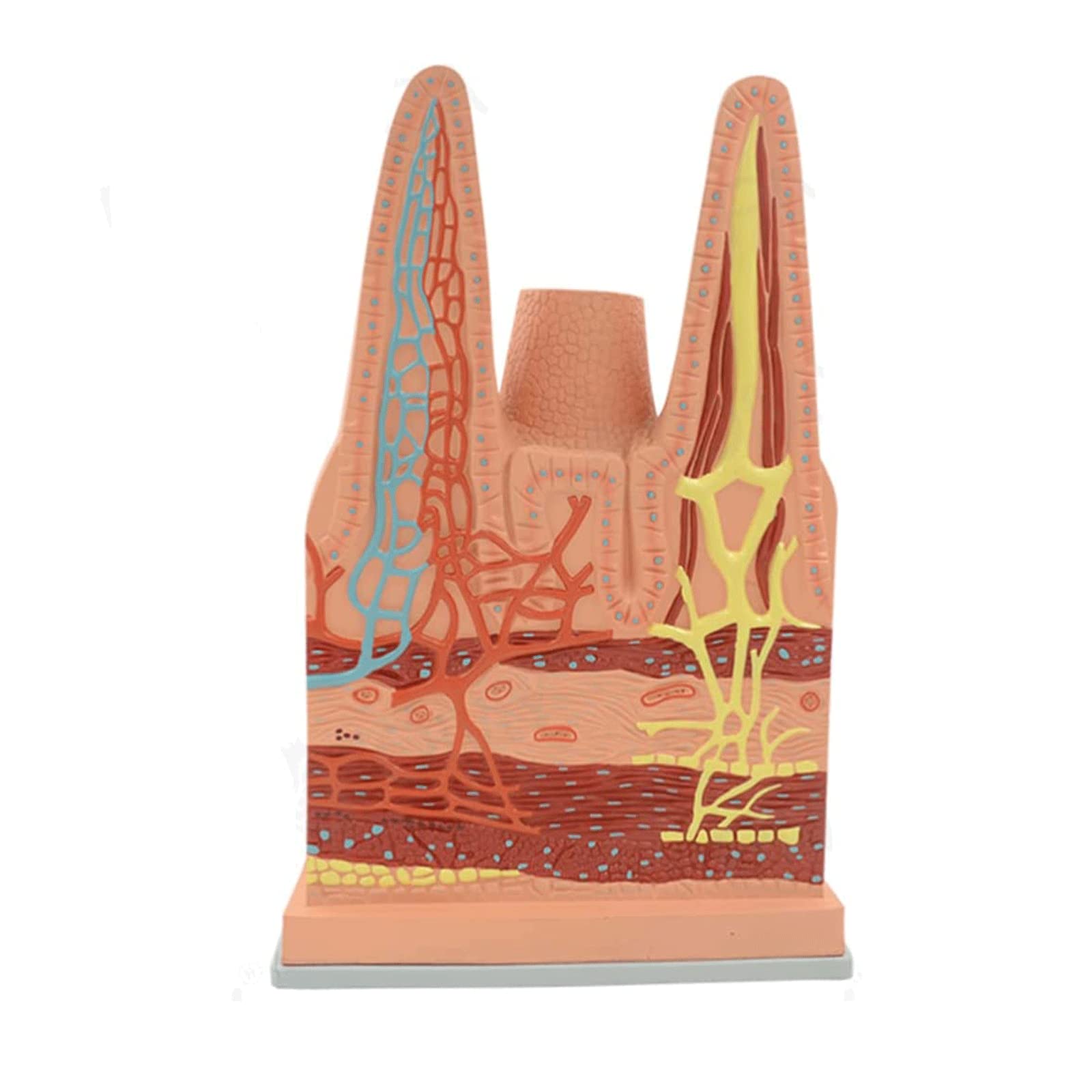 GTHTUHFD Skeleton Model Anatomy Model Small Intestinal Villi Anatomy Model Human Model Digestive System Model Organs Model Human Anatomy Model